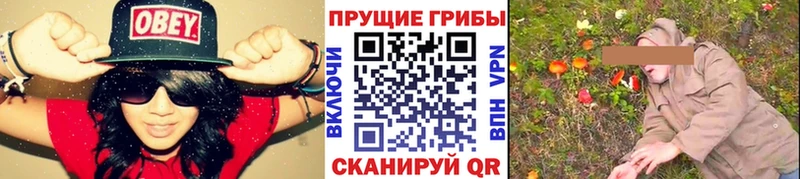 купить наркотики цена  Выкса  omg ссылка  Галлюциногенные грибы Psilocybine cubensis 